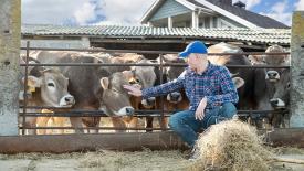 Сибирский учёный создала новую кормовую добавку для коров